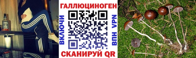 купить наркотики сайты Саяногорск Псилоцибиновые грибы Psilocybe